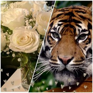 Meet your Posher, Jasmine